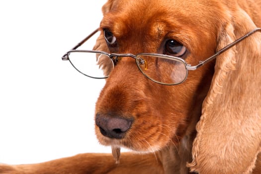 English Cocker Spaniel Dog and Glasses