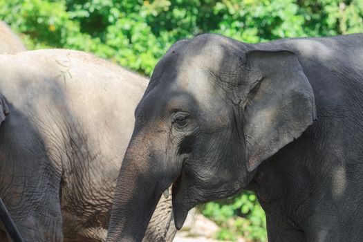 Indian elephant closeup