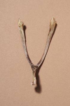 Wishbone isolated over colored background