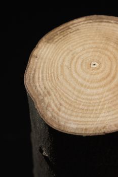 Cross section of tree stump isolated over black background