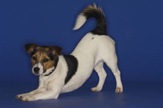 Jack Russell terrier stretching over blue background