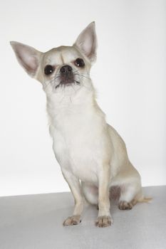 Portrait of a Chihuahua sitting against white background
