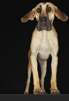 Great Dane standing with ears extended against black background