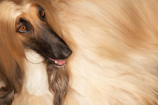 Closeup of Afghan hound looking away