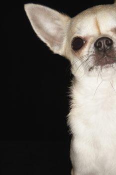 Cropped image of Chihuahua over black background