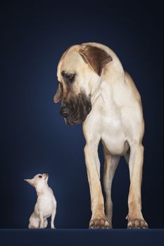 Chihuahua with Great Dane standing alongside against blue background
