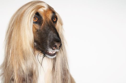 Closeup of Afghan hound against white background