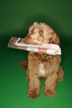 Otterhound carrying newspaper in mouth against green background