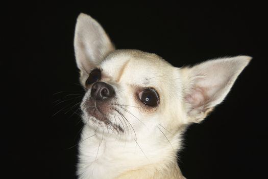 Closeup of a Chihuahua against black background