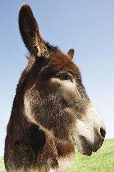 Closeup of a donkey in field against blue sky