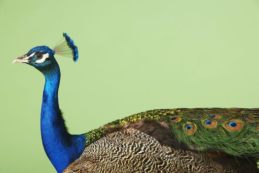 Side View Of Cropped Peacock