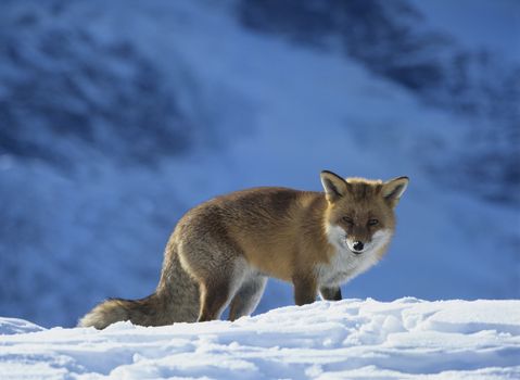 Fox on snow