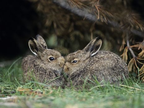 Two young hares sitting by bush