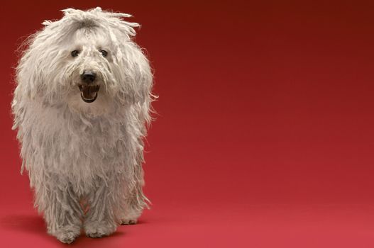 Full length of Hungarian sheepdog on red background