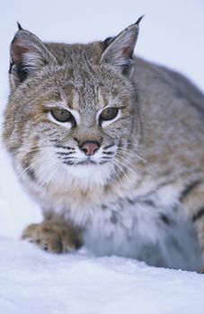 Wild cat in snow