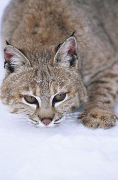 Wild cat lying in snow