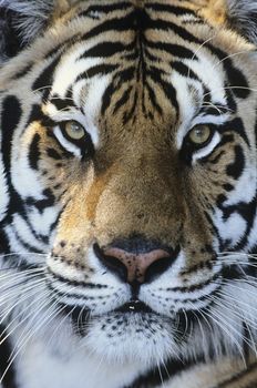 Tiger close-up of face
