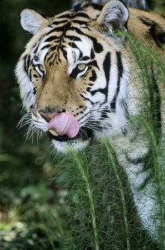 Tiger licking lips in grass