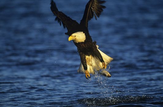 Bald Eagle catching fish in river
