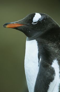Penguin close-up
