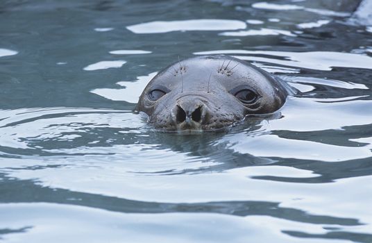 Seals head in water