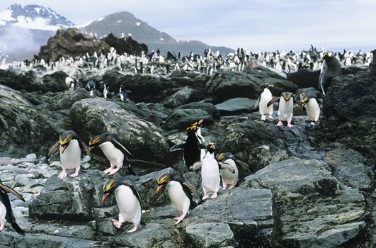 Large colony of Penguins on rocks