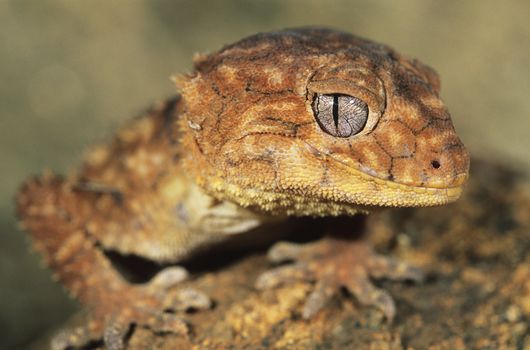 Gecko close-up