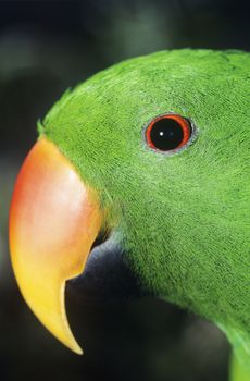 Parakeet close-up of head