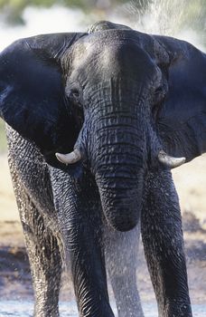 African Elephant (Loxodonta Africana) bathing at waterhole