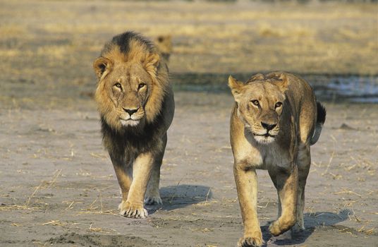 Pair of Lions walking on savannah