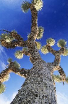 Prickly tree low angle view
