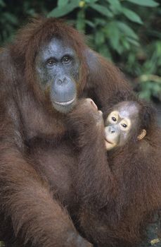 Orangutan embracing young close-up