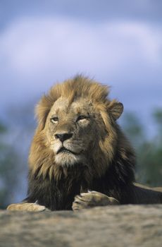 Lion resting on savannah