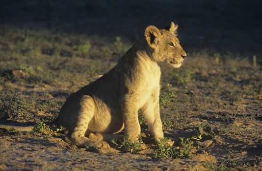 Lion sitting on savannah