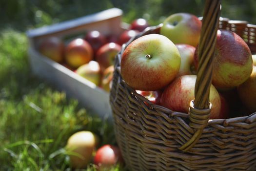 Detail shot of basket and crate of apples on grass