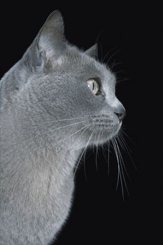 Side view of blue Burmese cat over black background