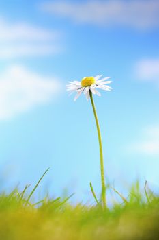 Single camomile flower and grass