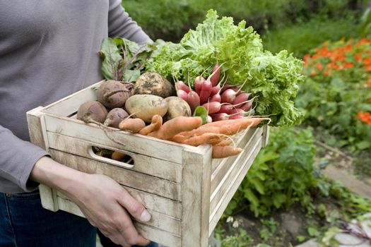 Woman carrying crate of vegetables mid section