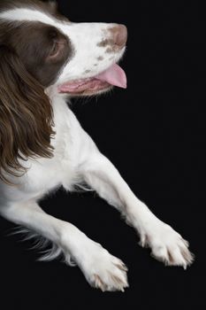 Closeup side view of English Springer Spaniel against black background
