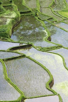 Rice paddies elevated view