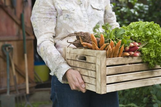 Man carrying crate of vegetables mid section