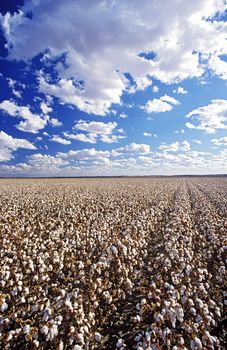 Cotton field Lake Menindee NSW Australia