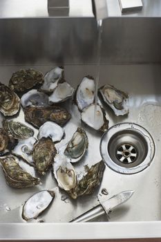 Oysters in kitchen sink elevated view close-up
