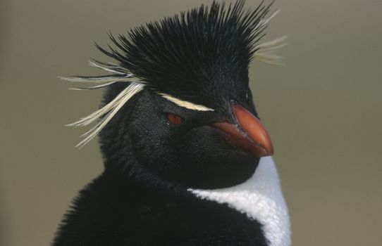 UK Falkland Islands Rockhopper Penguin close up