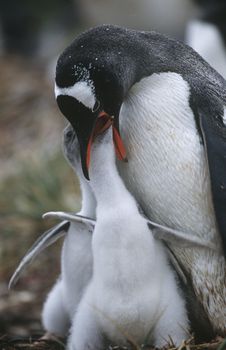UK Falkland Islands Gentoo Penguin feeding chicks
