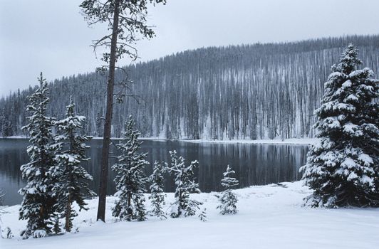 USA Wyoming Yellowstone National Park Snow covered forest beside lake