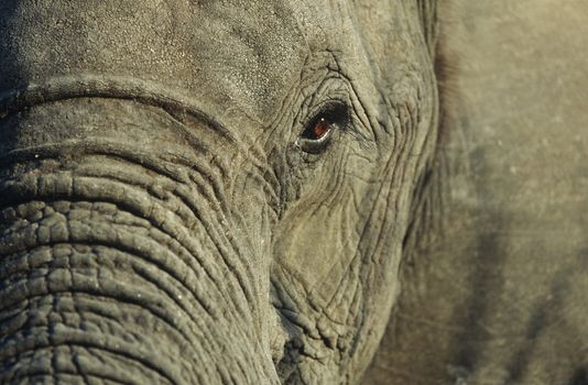 Close-up of African Elephant (Loxodonta africana) selective focus