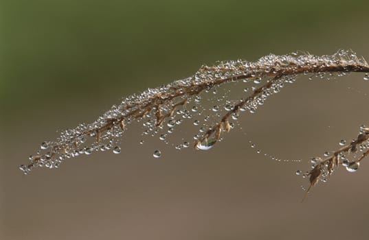 Close-up of twig with dew covered spiderweb