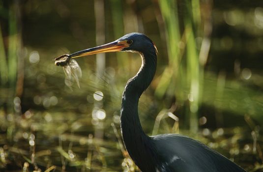 Tricolored Heron (Egretta tricolor) with dragonfly in beak