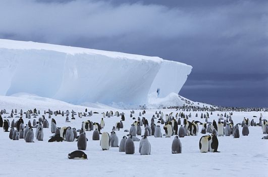 Emperor Penguin (Aptenodytes forsteri) colony and iceberg